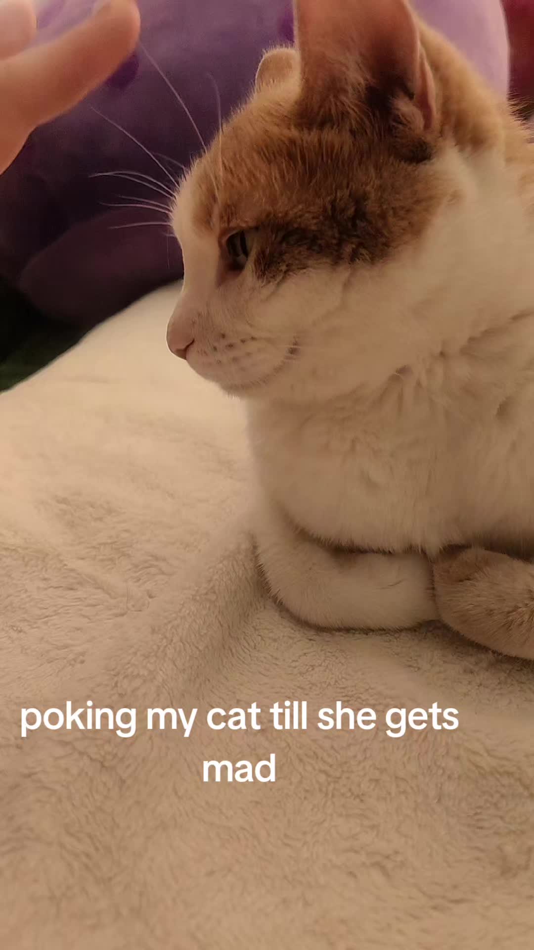 @Cute_kitty