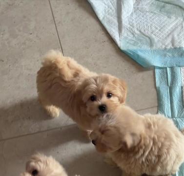 @Maltipoo Puppy Place