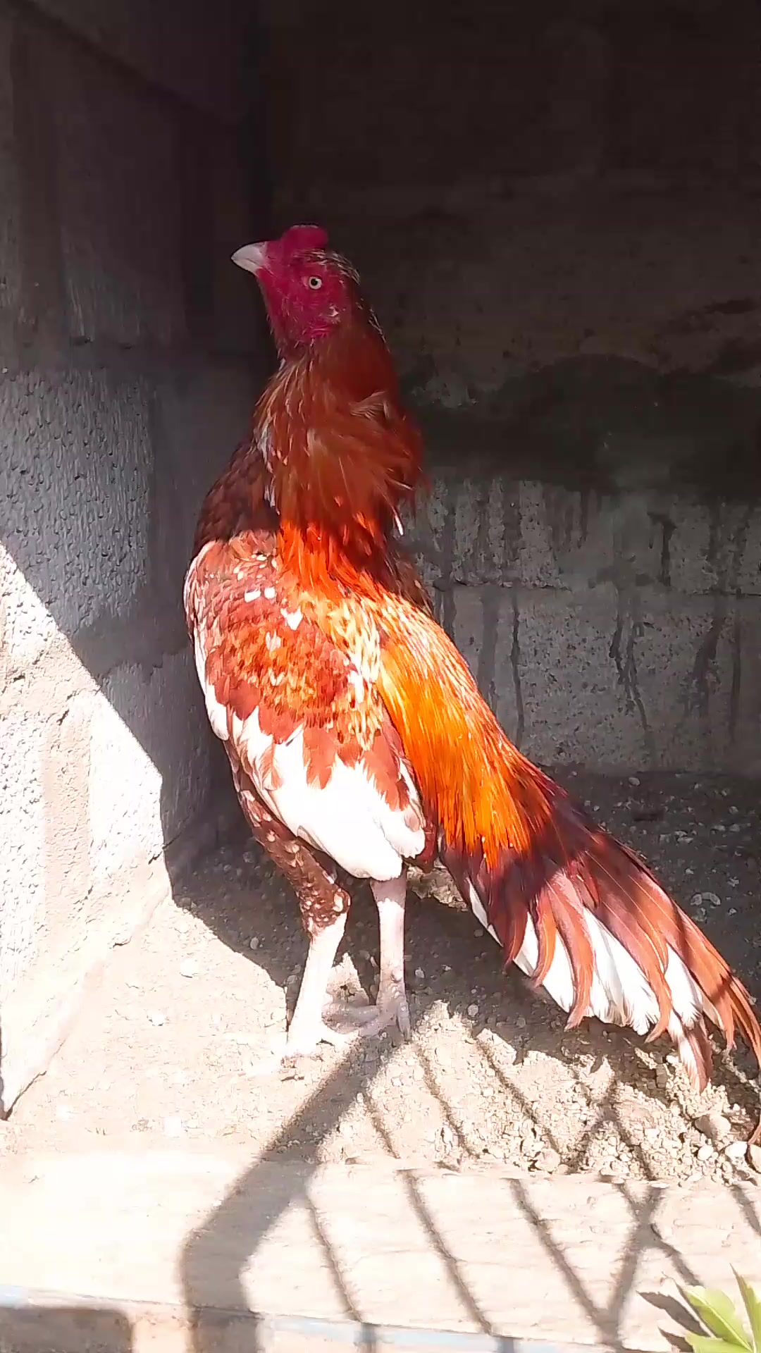 @Mr_Ak💗🤟