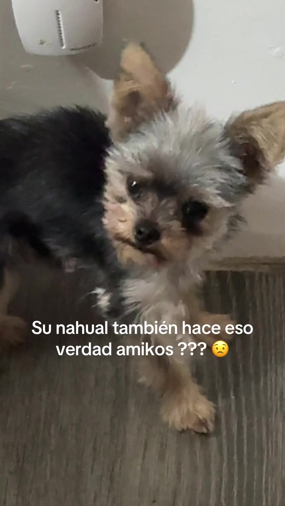 @Tania Valles
