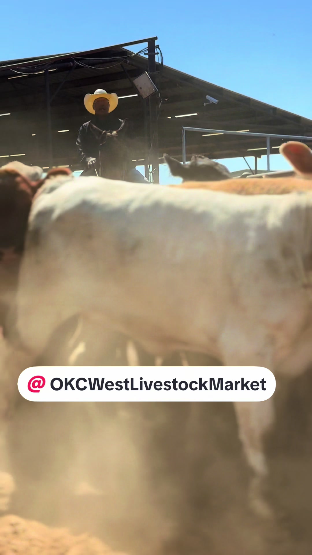 @OKC West Livestock Market