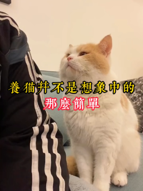 @catology