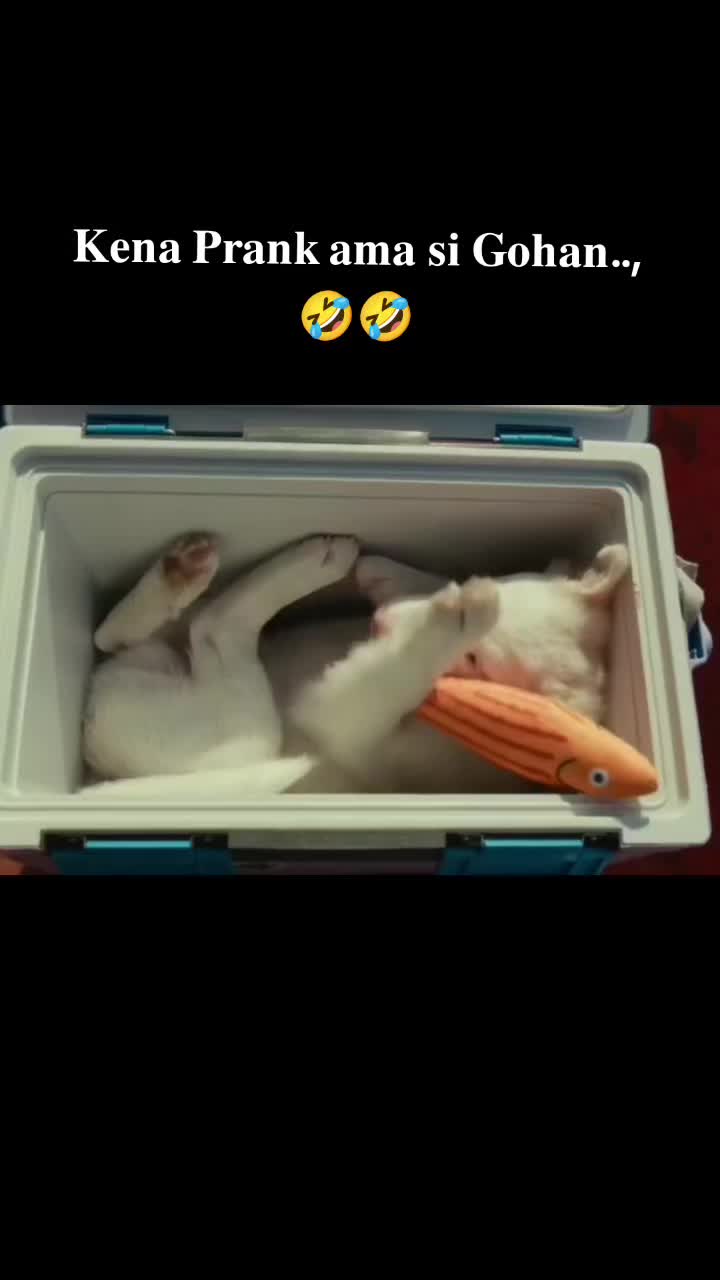 @🄸🄲🄴 _🄷🄾🄾