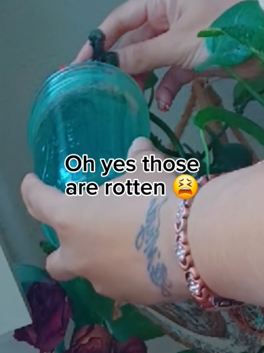 @Alicia ✨️🌱🐛