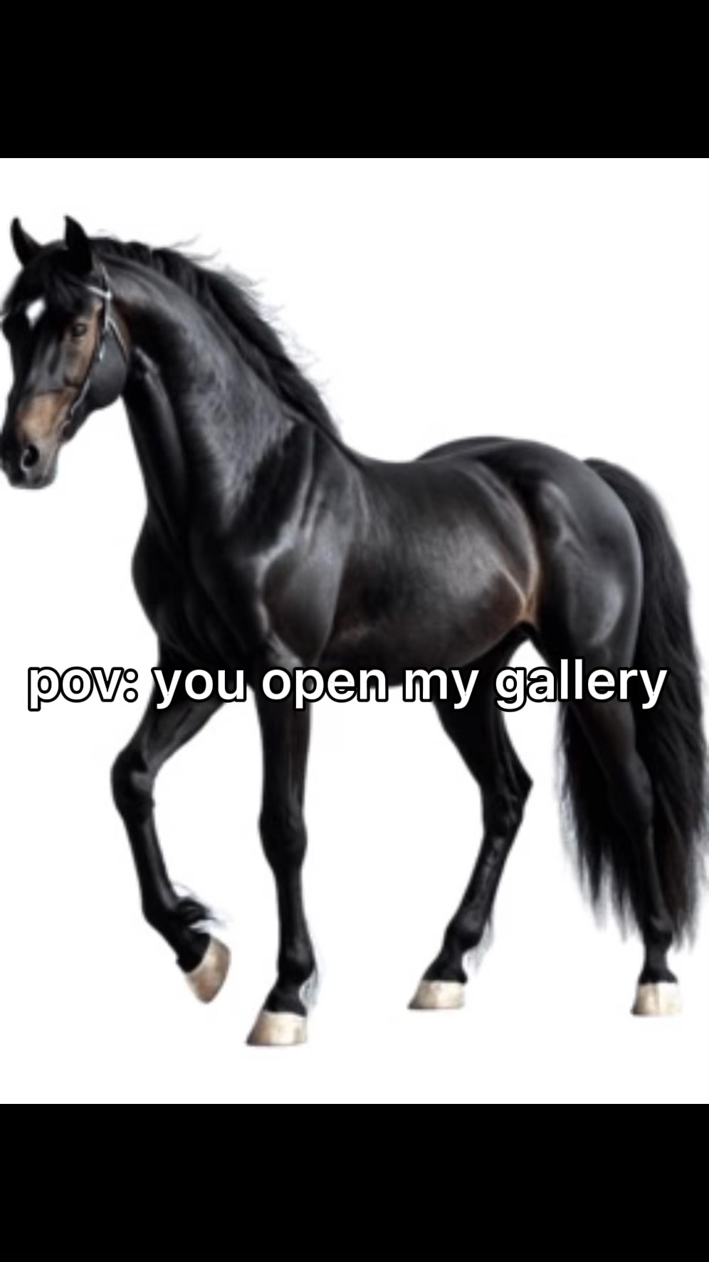 @Noah🐶🐎