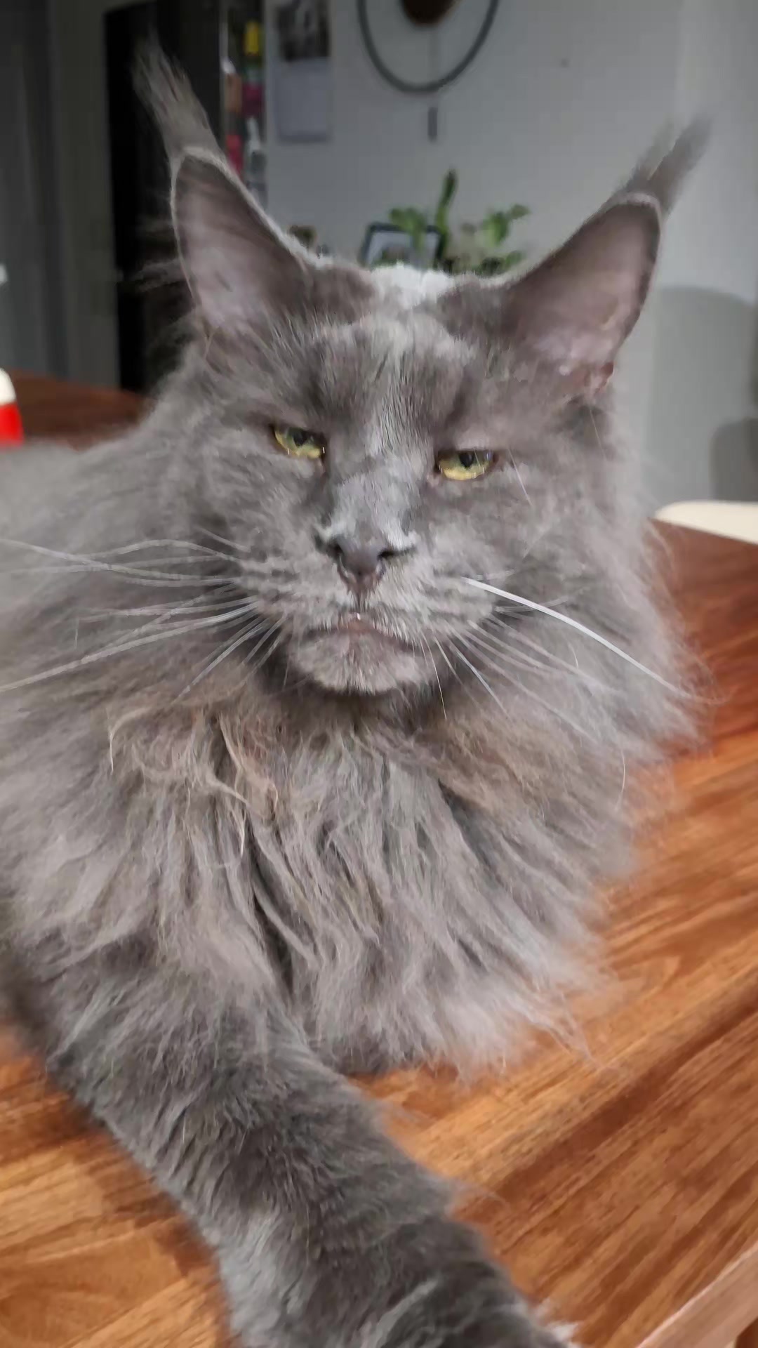 @Ragnar the Maine Coon 🐈