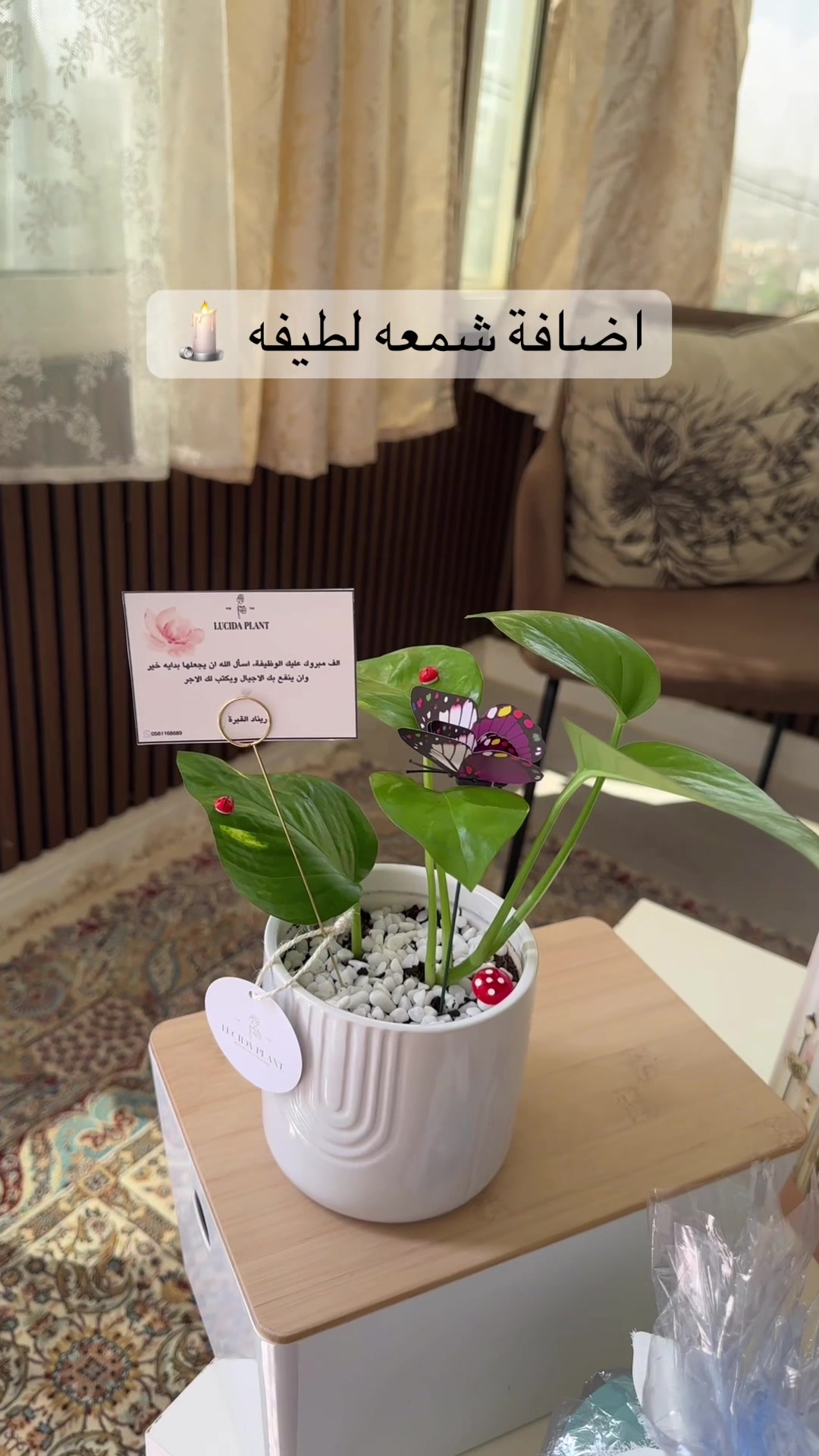 @لوسيـدا-الباحة🪴