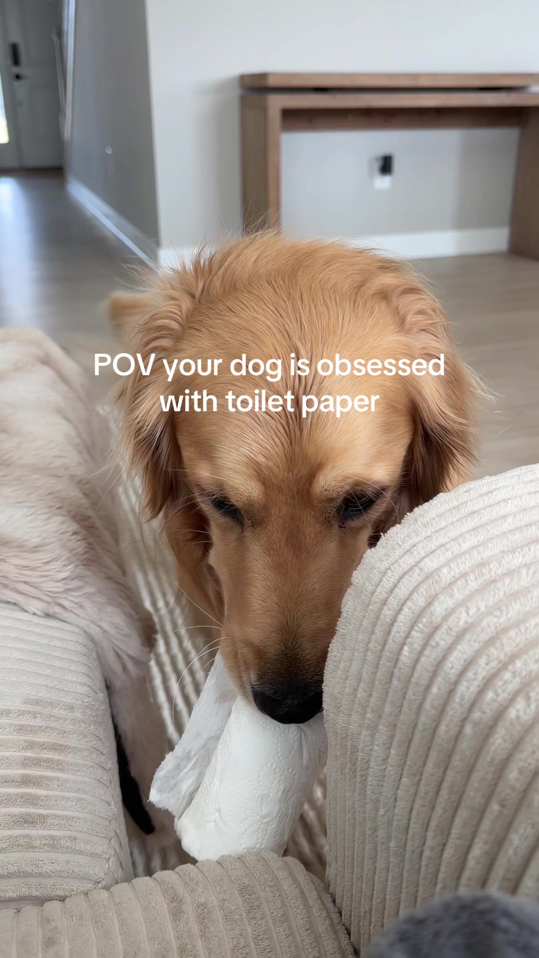 @novathegoldenn
