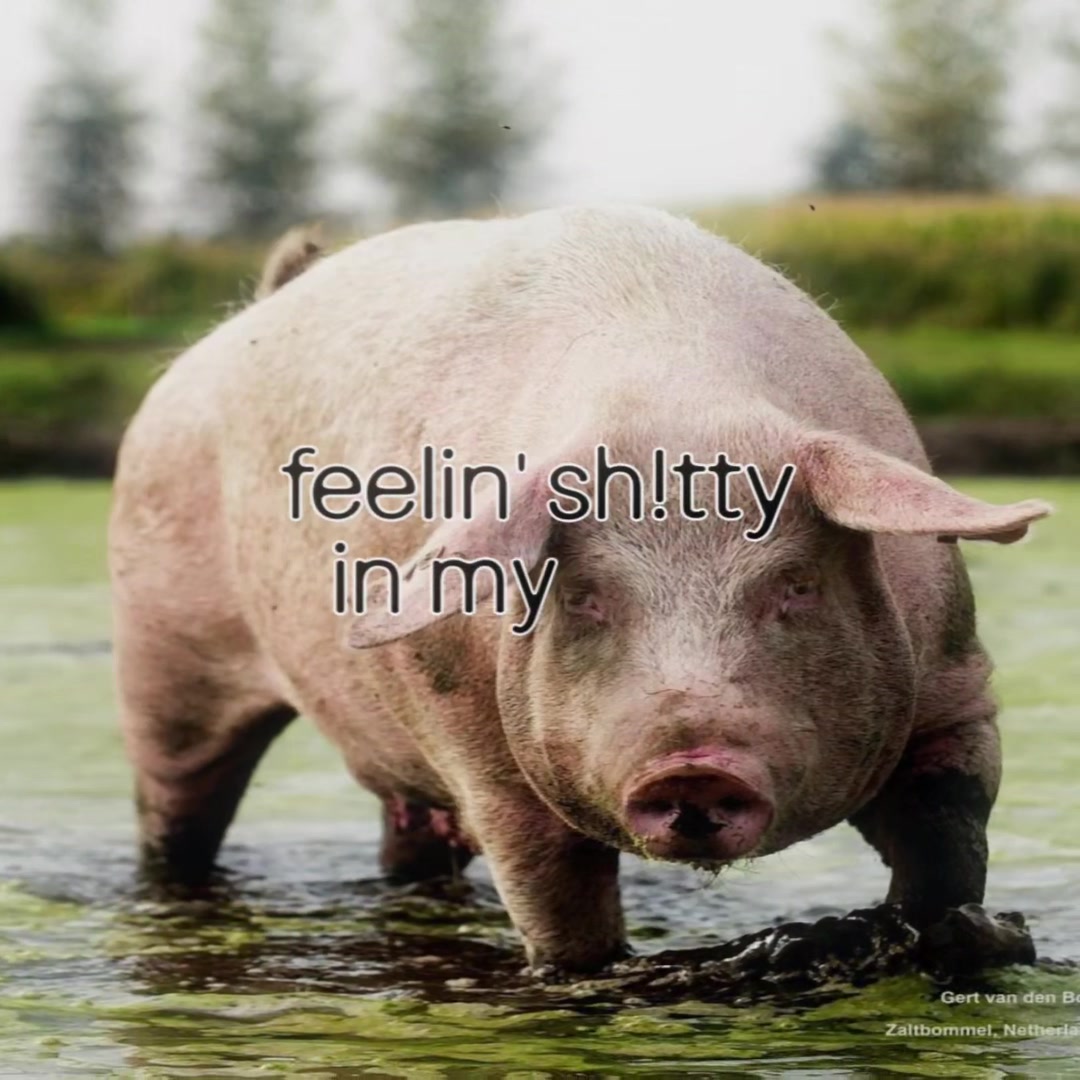 @биг свин🐖