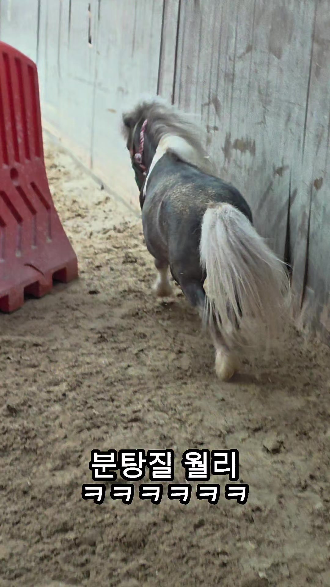 @작은말월리 | 월리플랍🦄