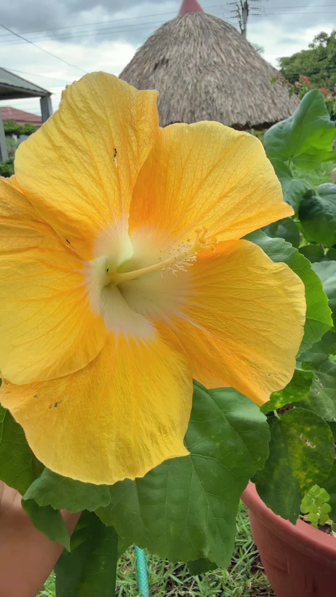 @𝑌𝑒𝑛𝑦𝑙𝑒𝑡ℎ𝑠✨