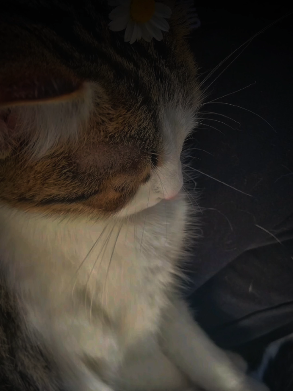 @تیـانـا❤🐈