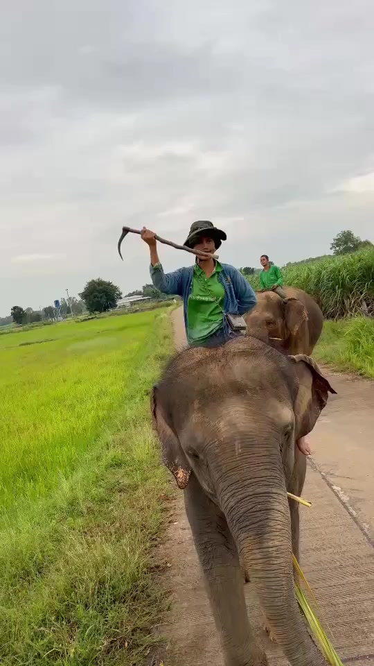 @ควาญช้างสาว"ชาลิดา"