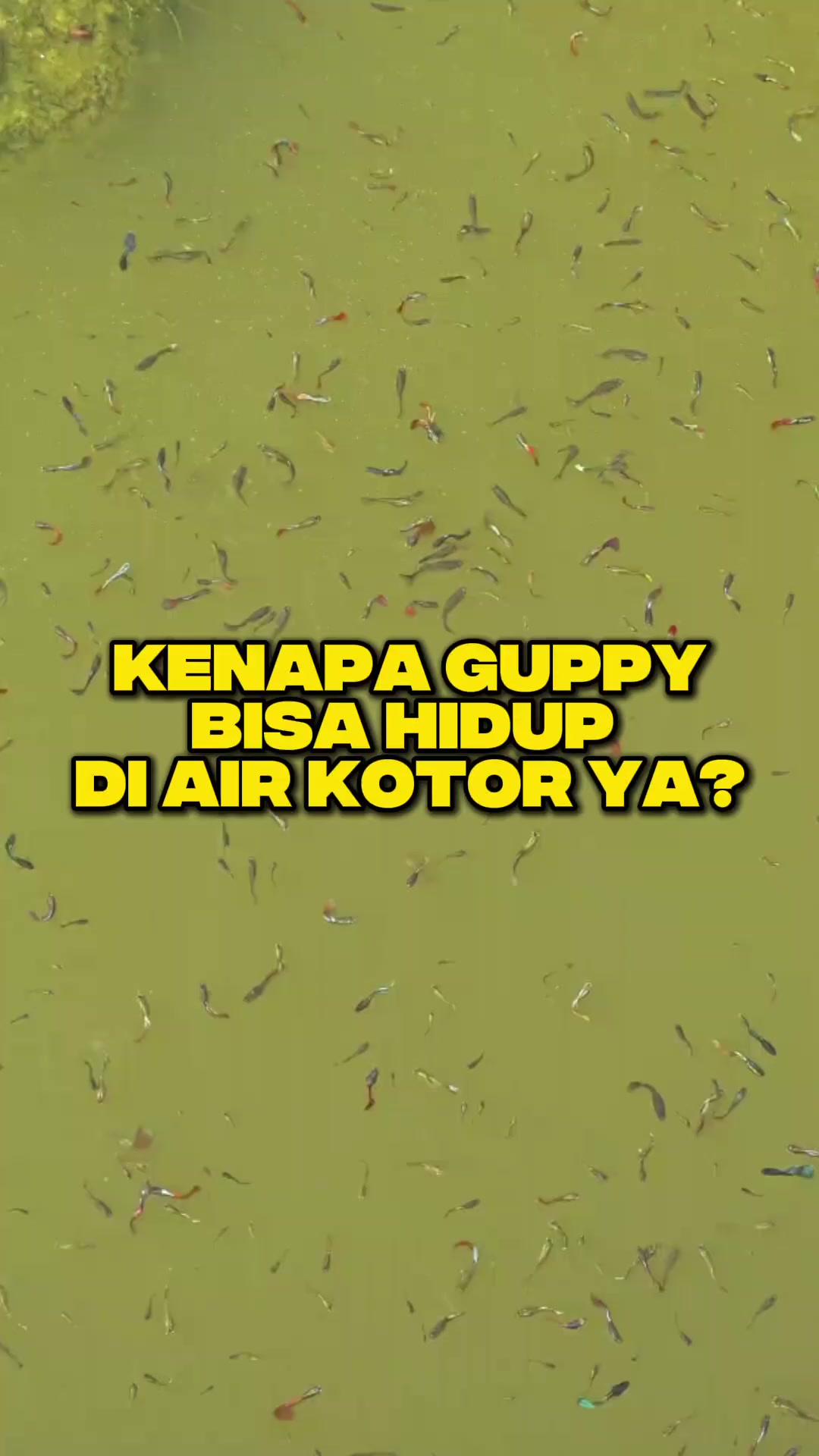 @Ardian Galih 🐜