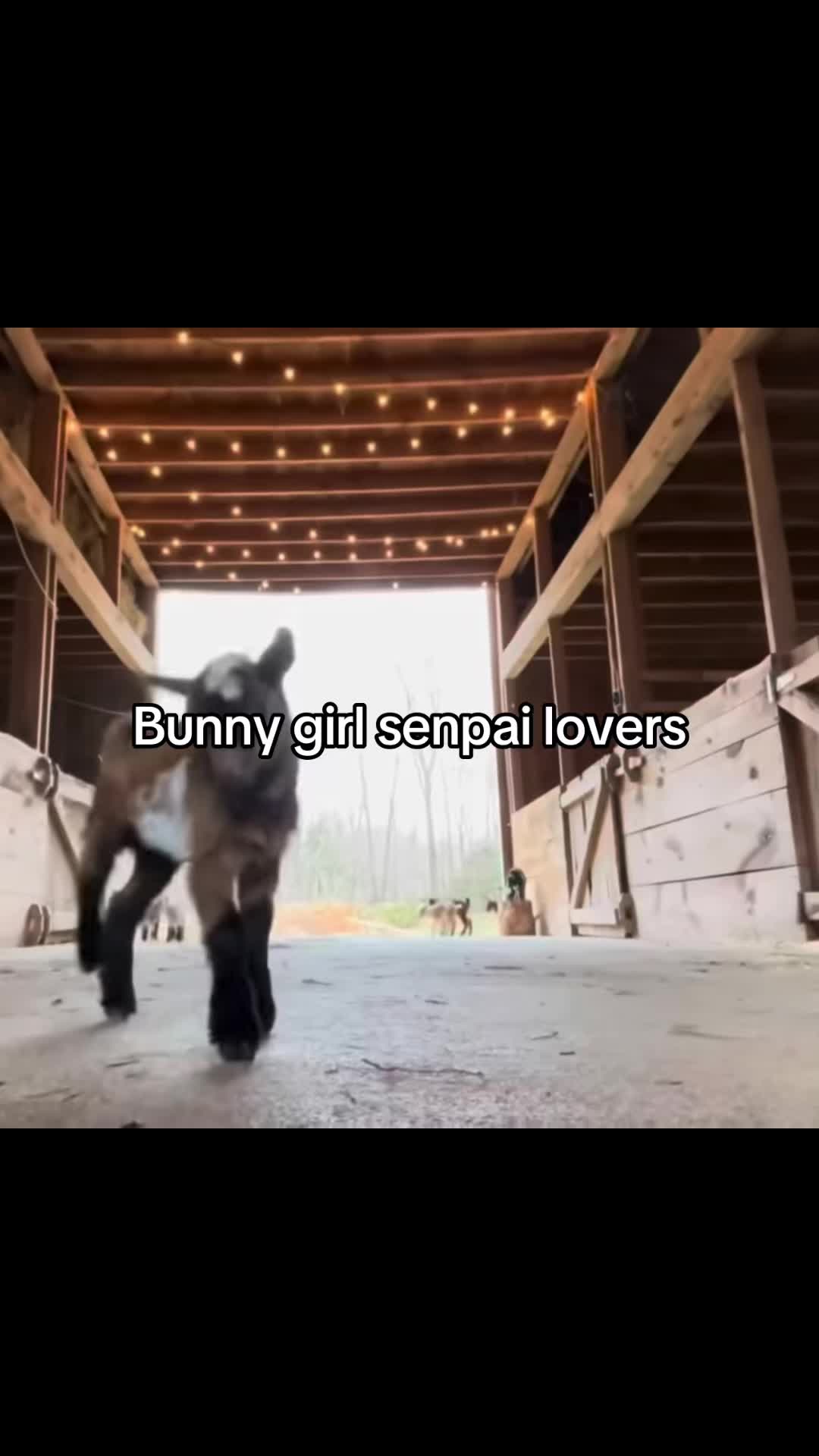 @cupidhead5