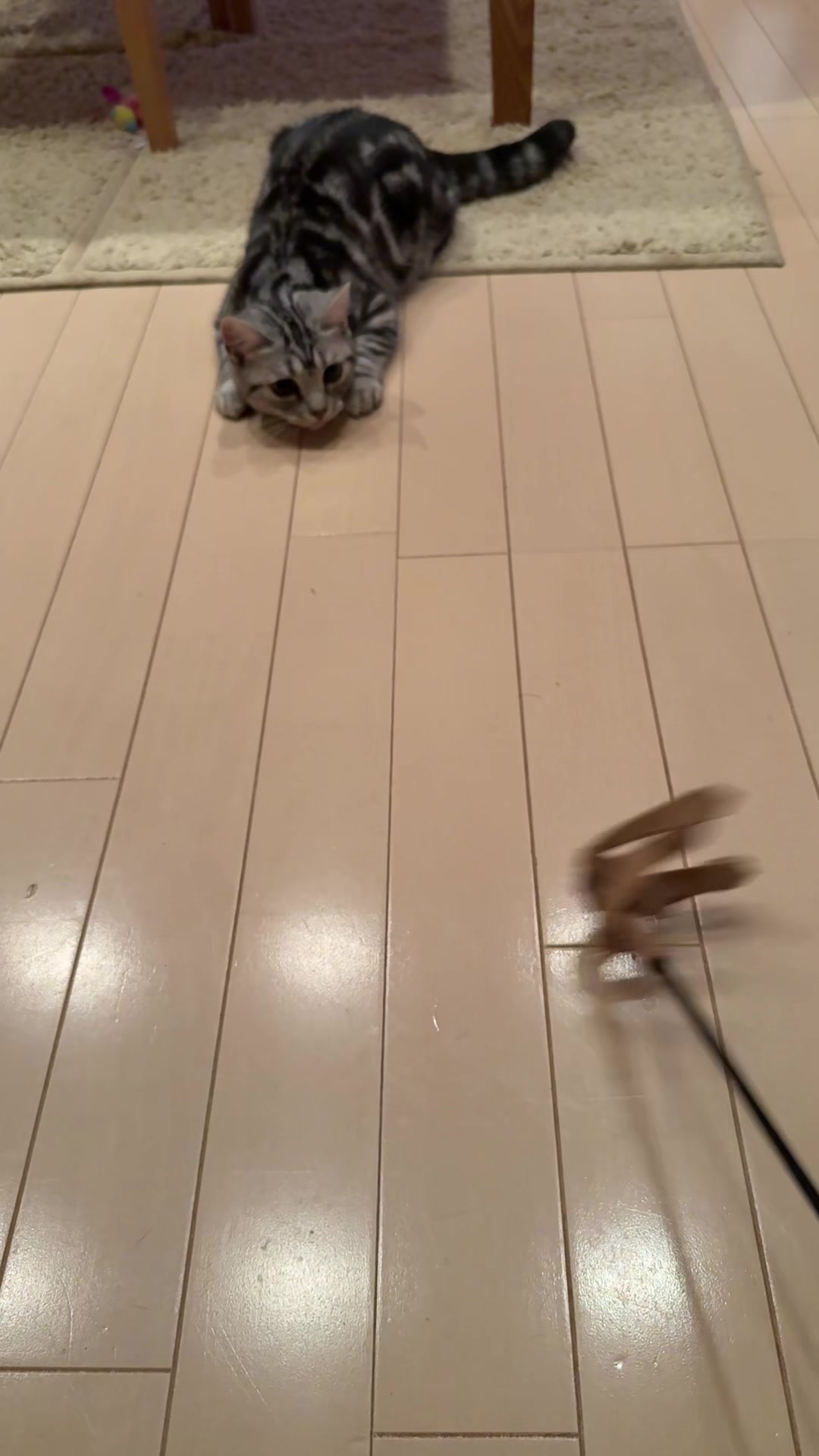 @パンダコンダ