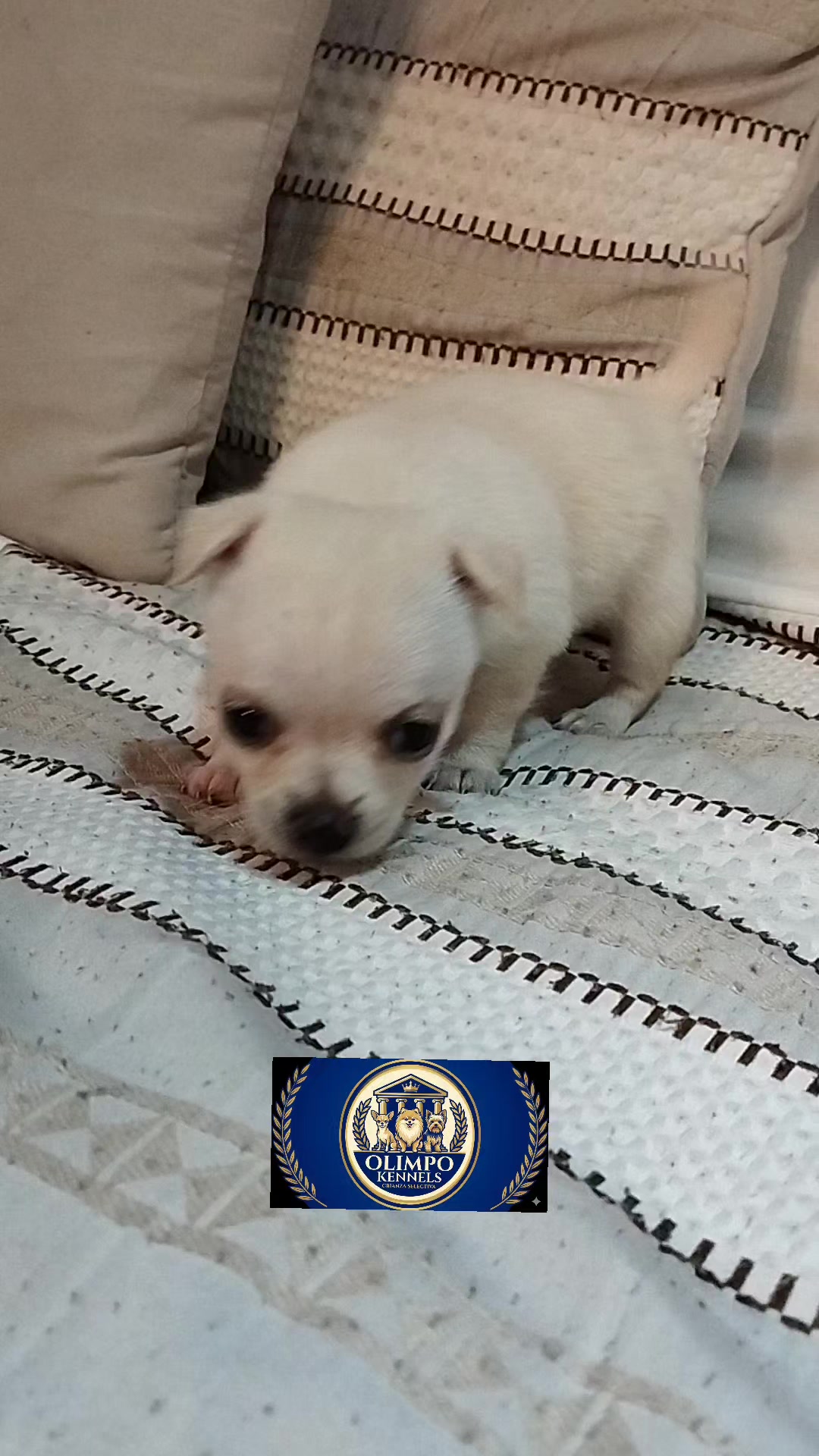 @olimpokennels