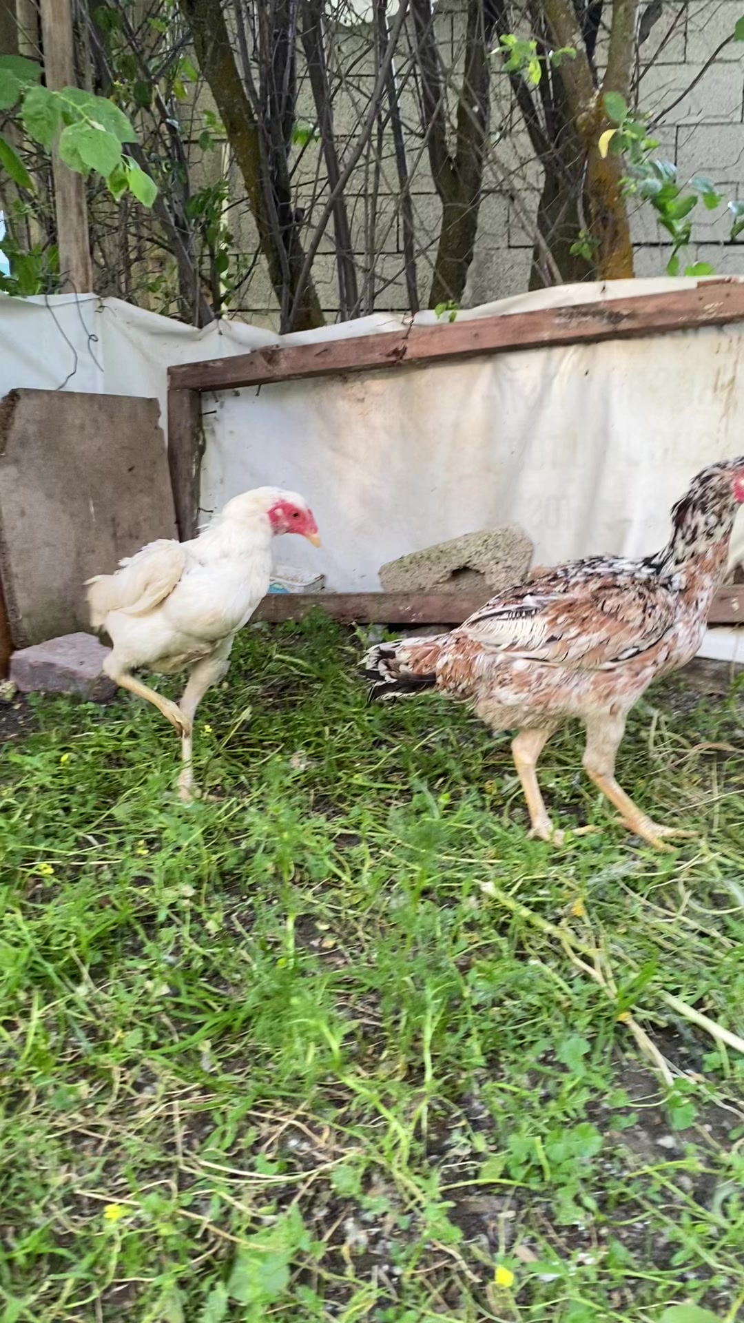 @Sivas Aslanları 🦅