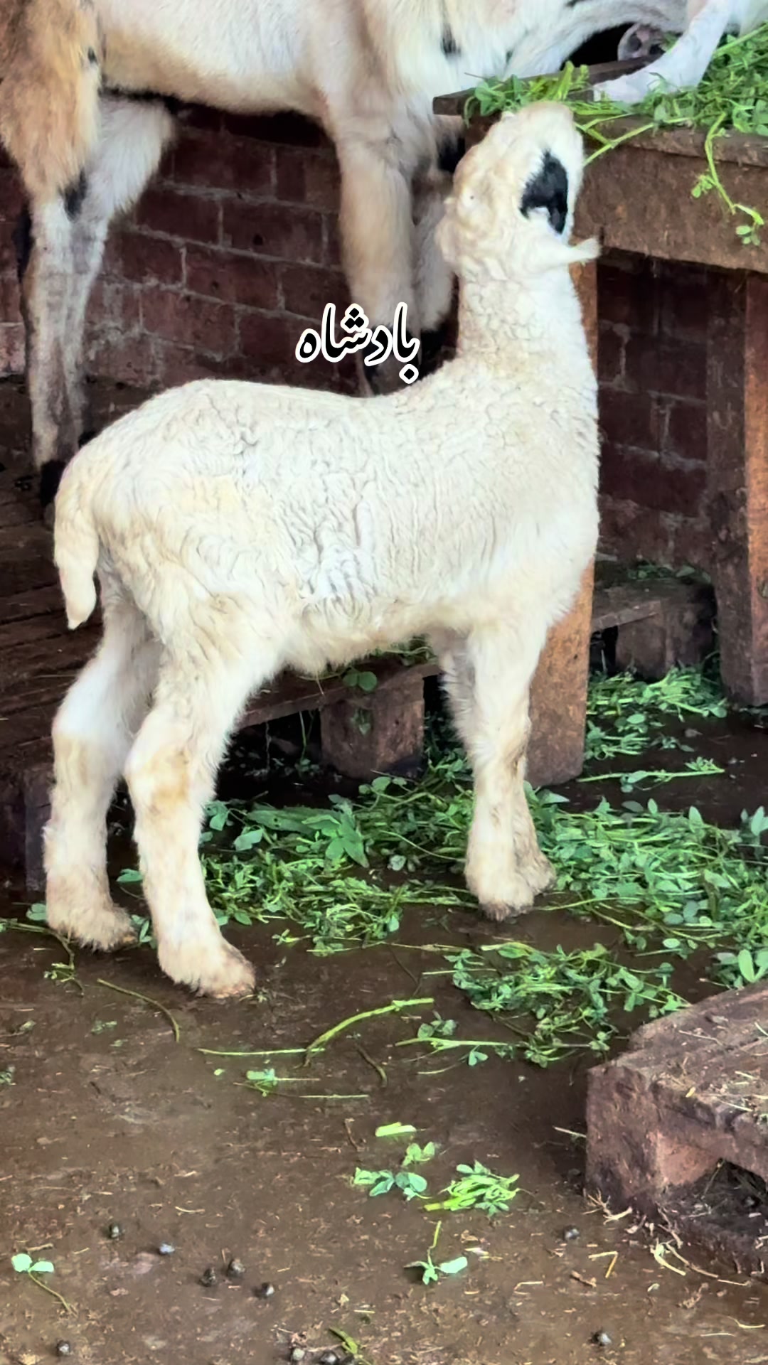 @Shiraz livestock