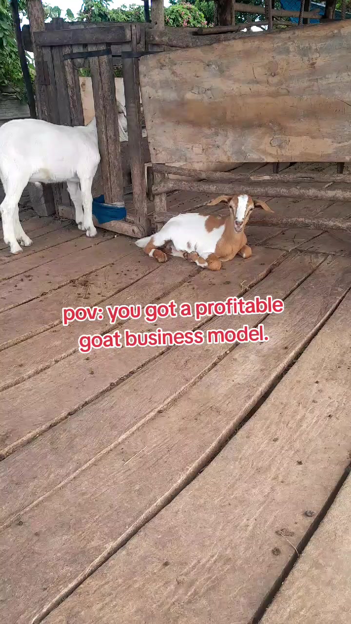 @GrazingJamaica