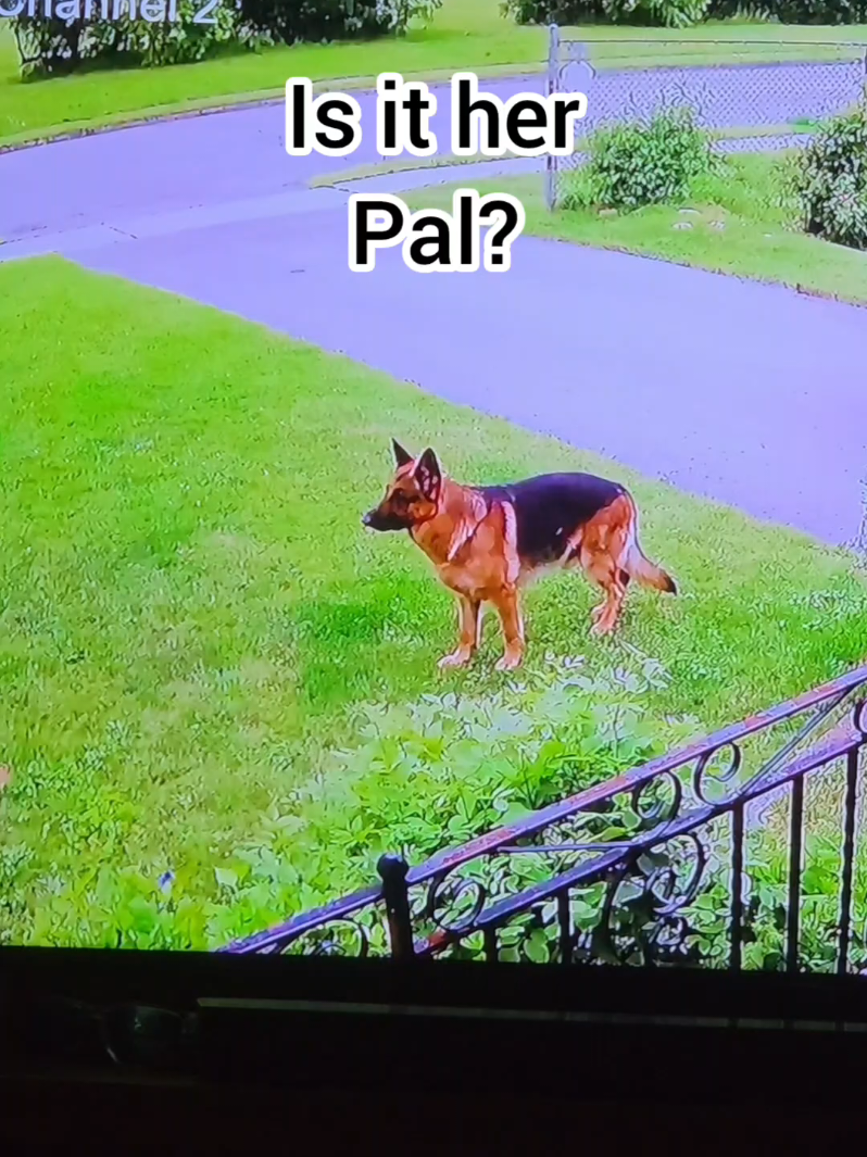 @BuddyandMikes Pal
