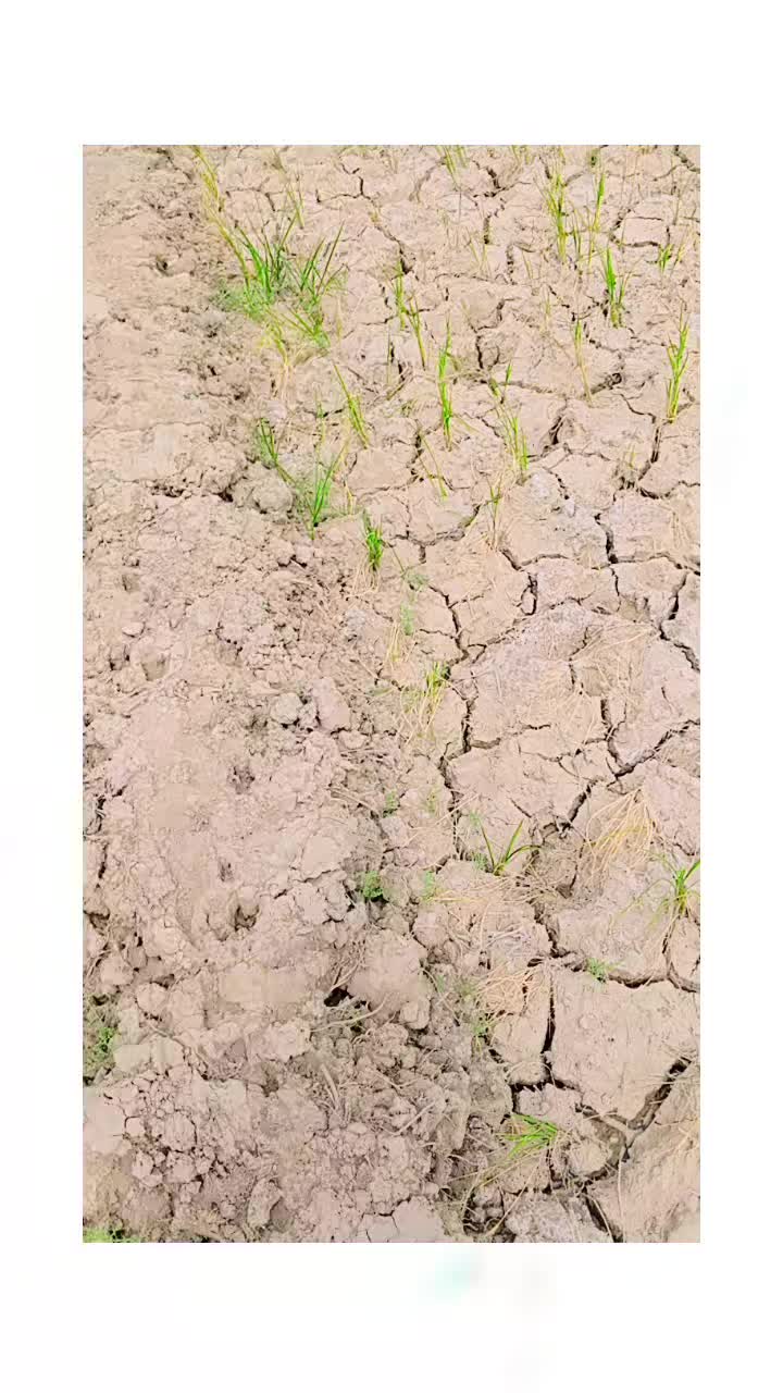 @Rashiddeenri301