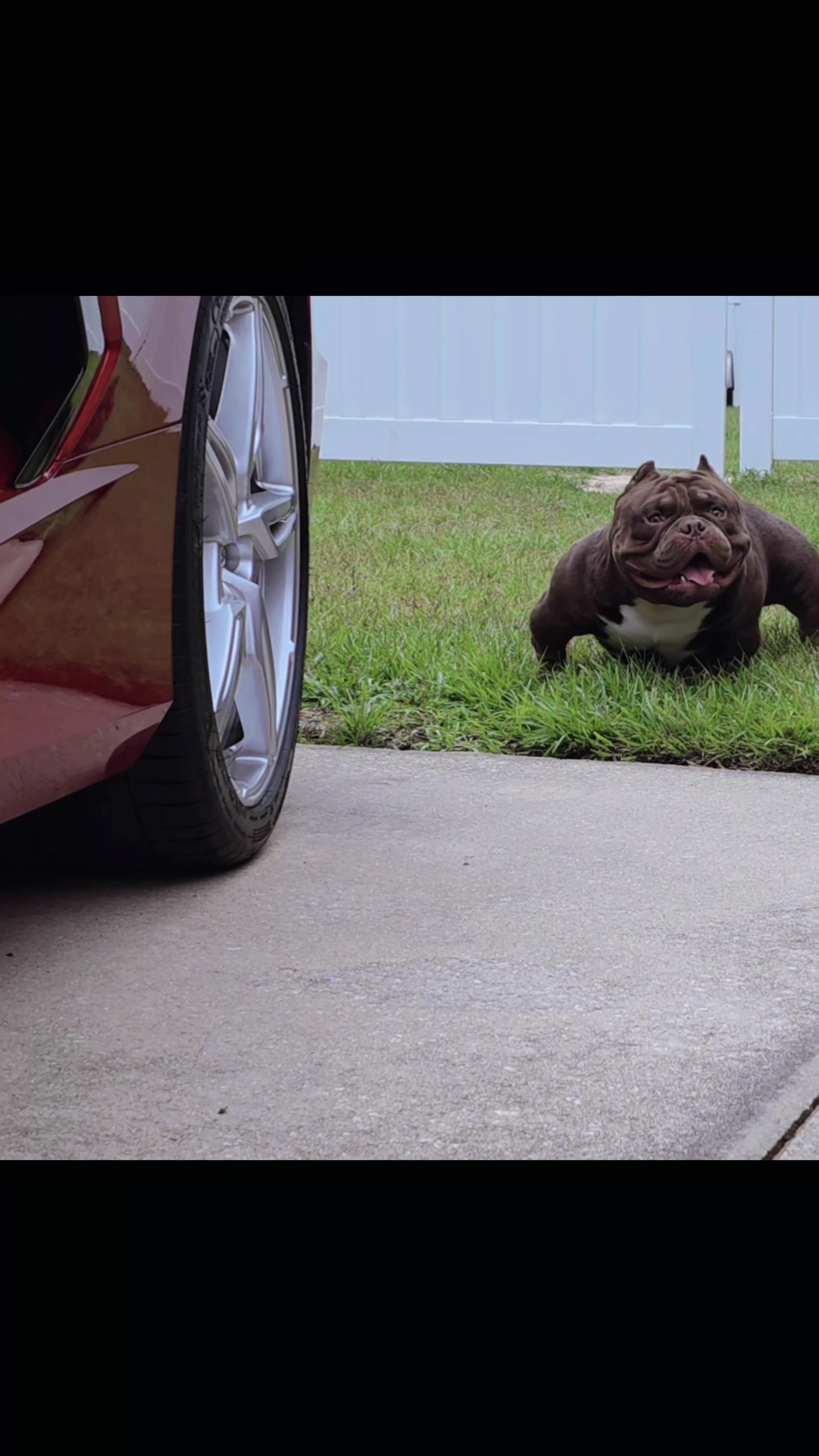 @baglife_kennels