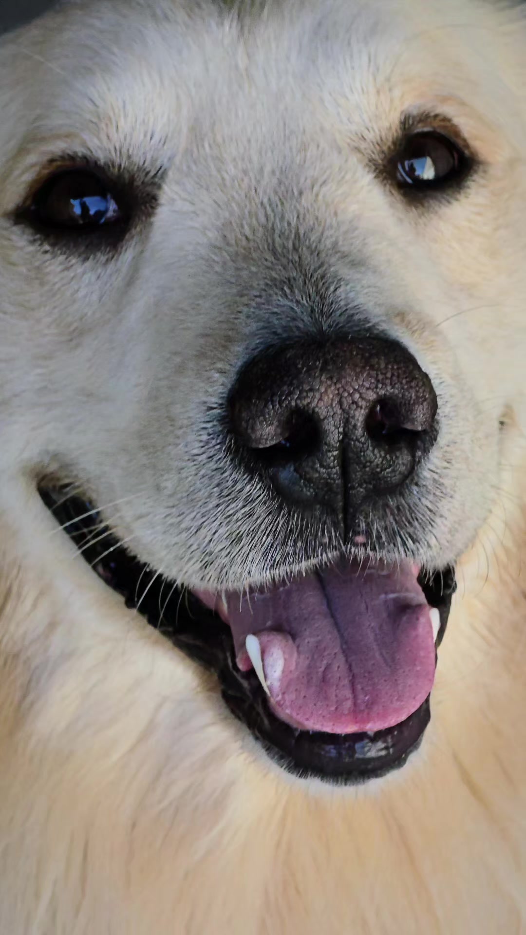 @✨️🐈❤️🐕❤️🐈✨️