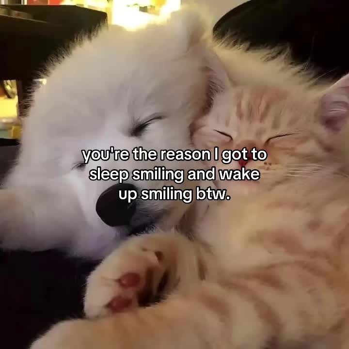 @deep.meow