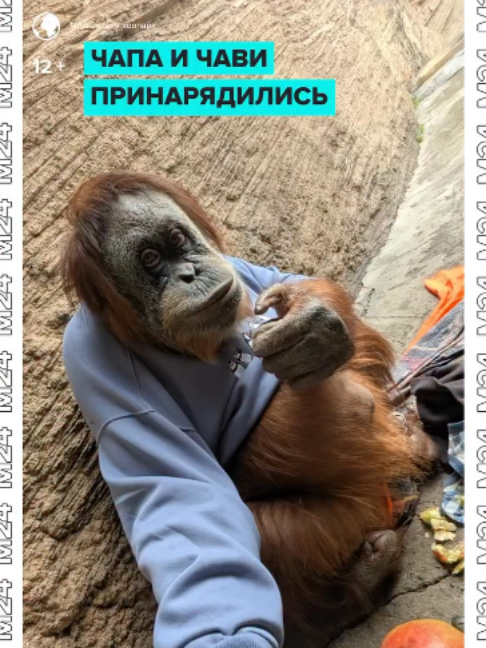 @Москва 24
