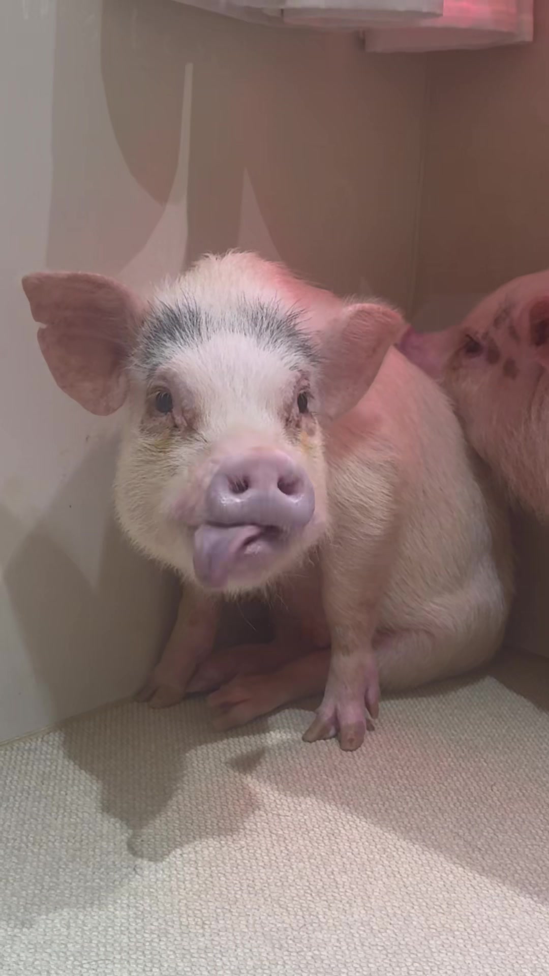 @pignic