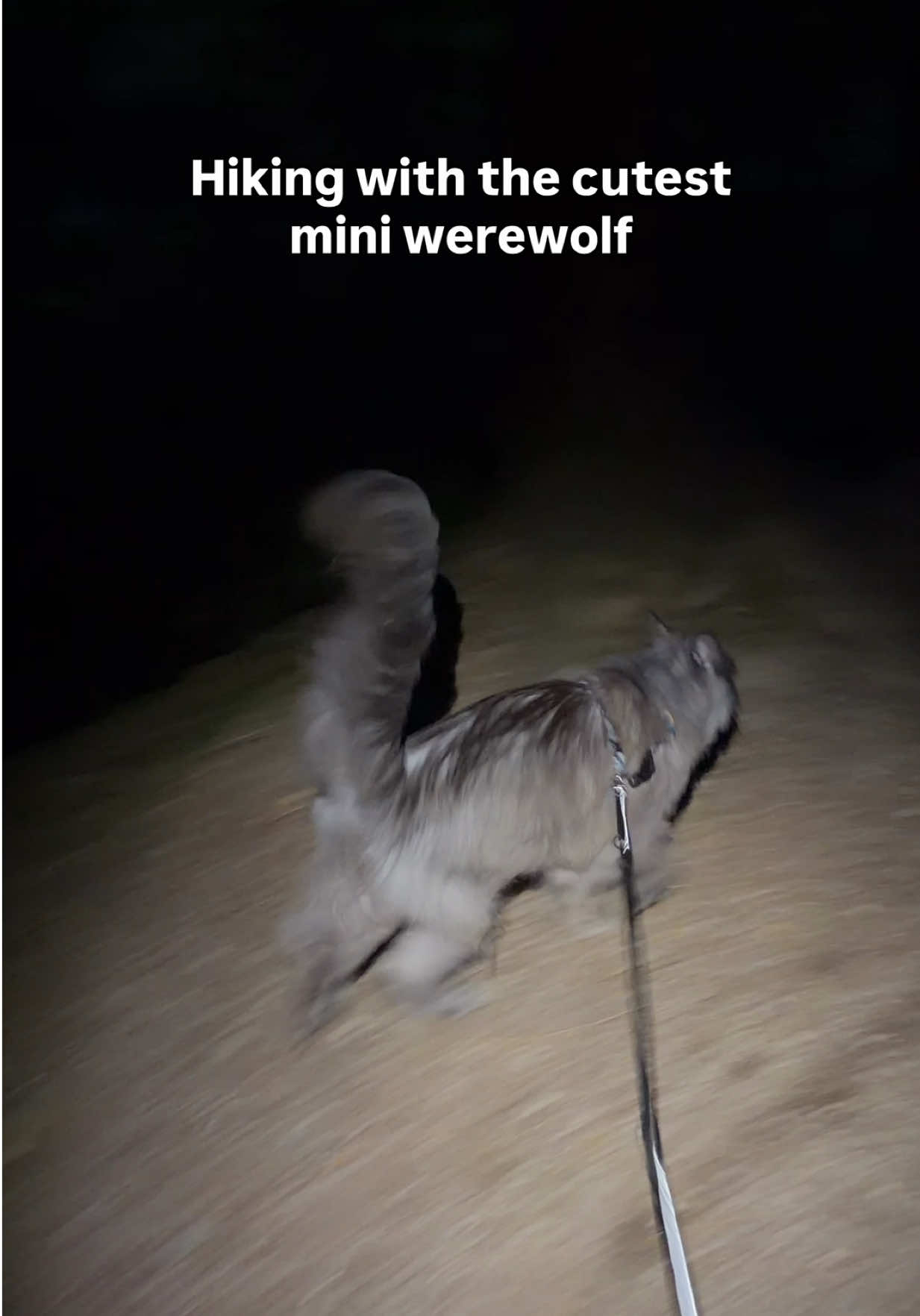 @Mugen the Maine Coon ๐จ๐ฆ