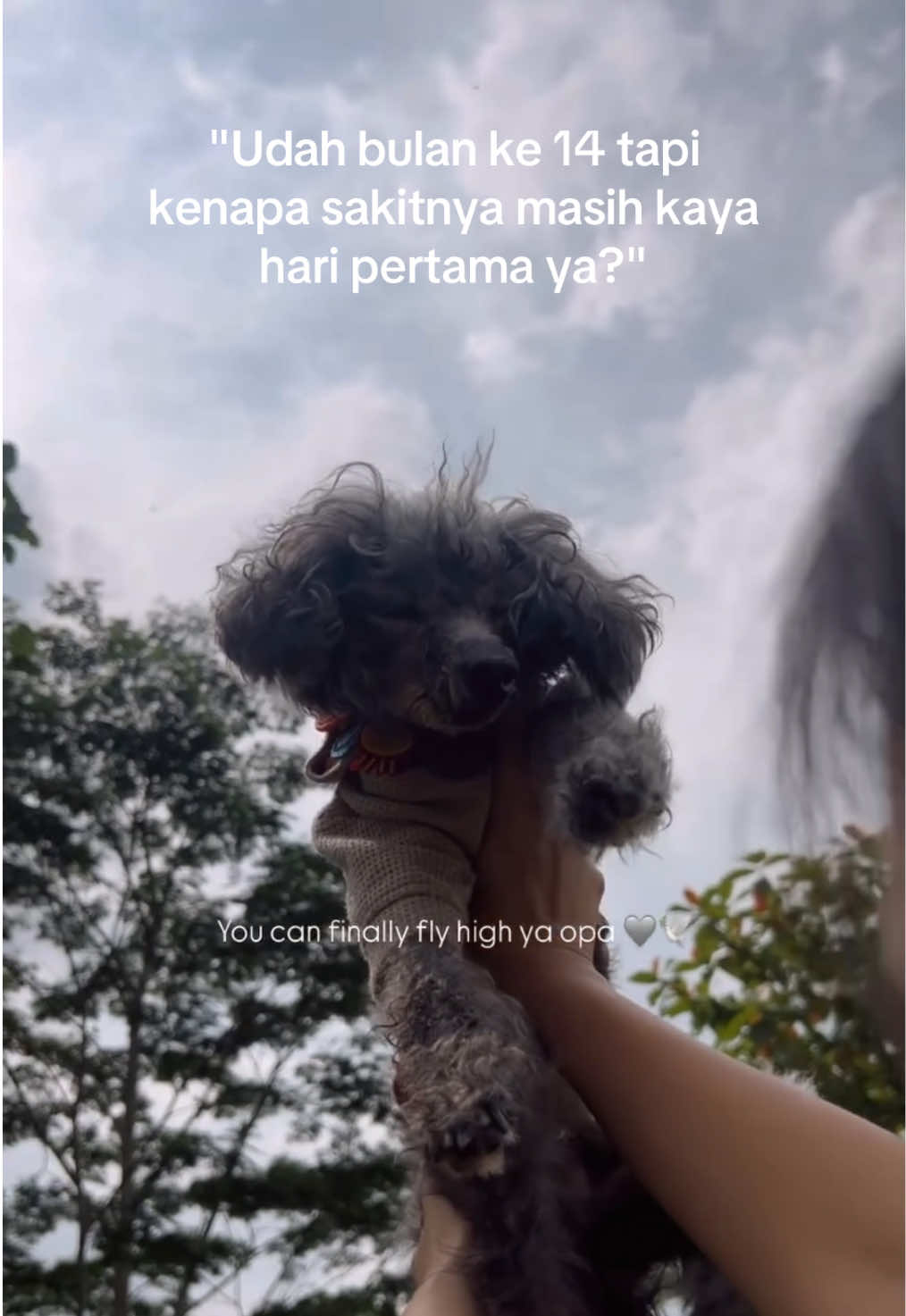 @Jiro and the poodle gang