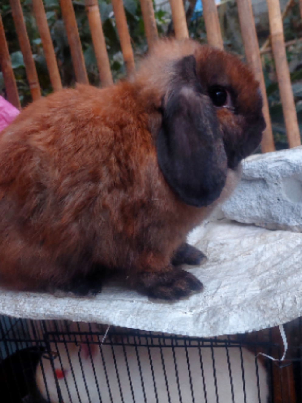 @Cileunyi Rabbit