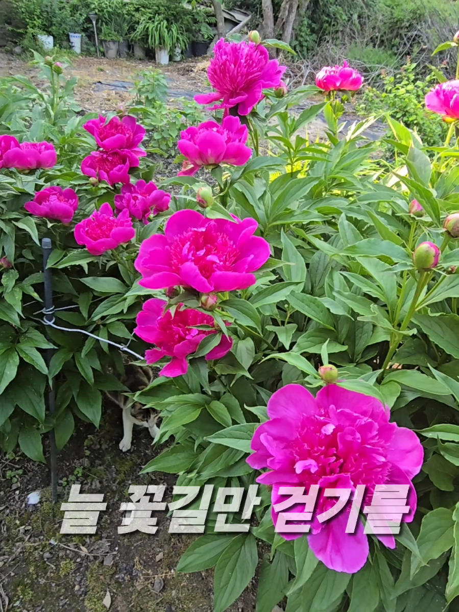 @유튜브 윤파머 납작복숭아