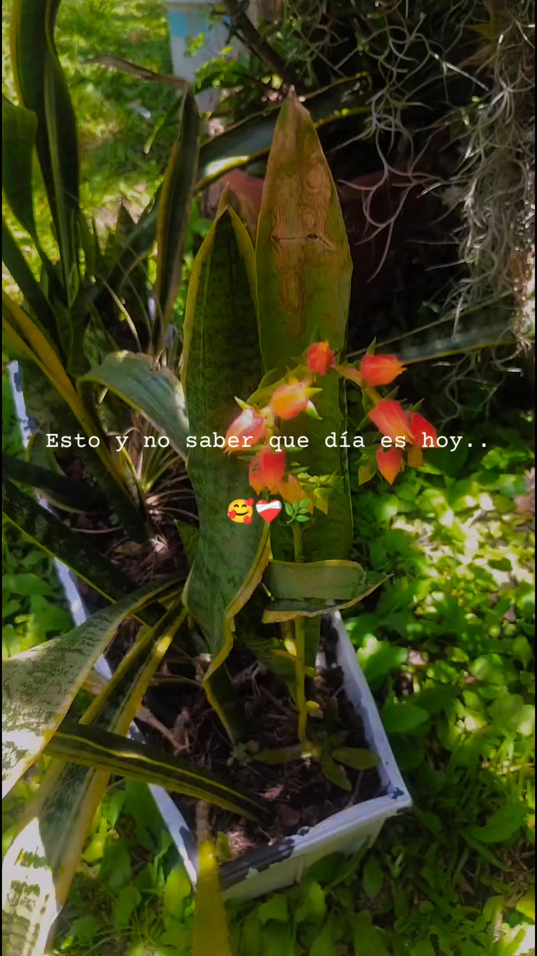 @♡🌿ᖇOᗰIᗴ🫀✨🌺