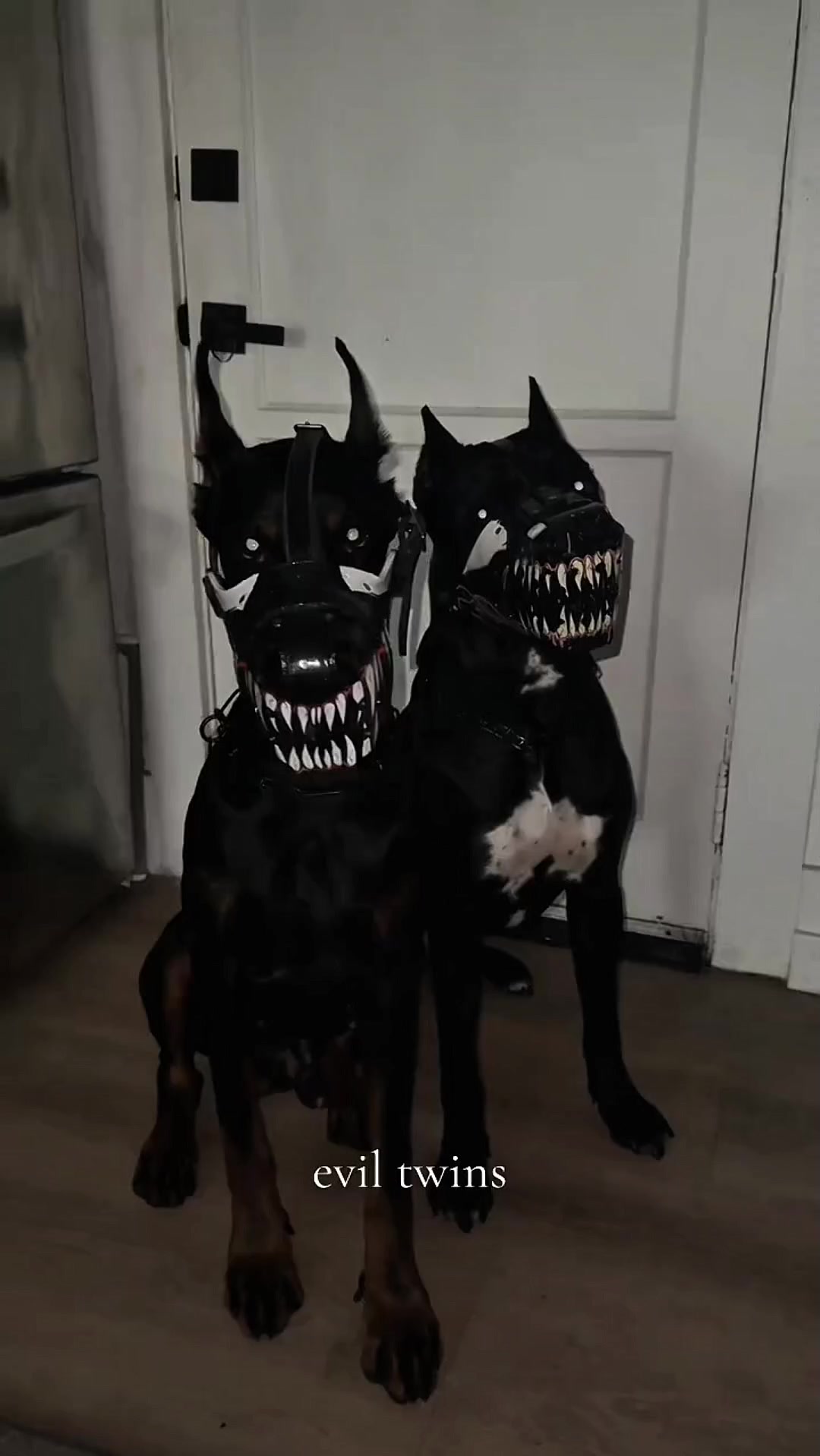 @Zona dos Cães