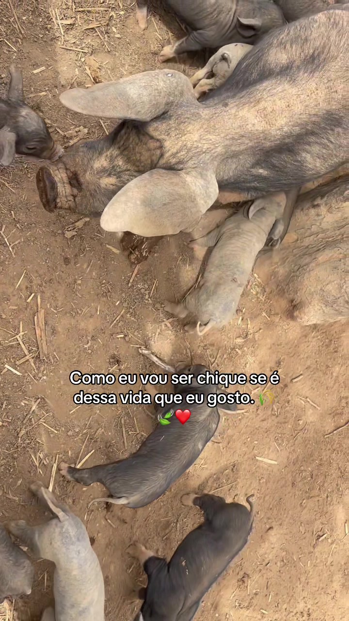 @monicadejatoba
