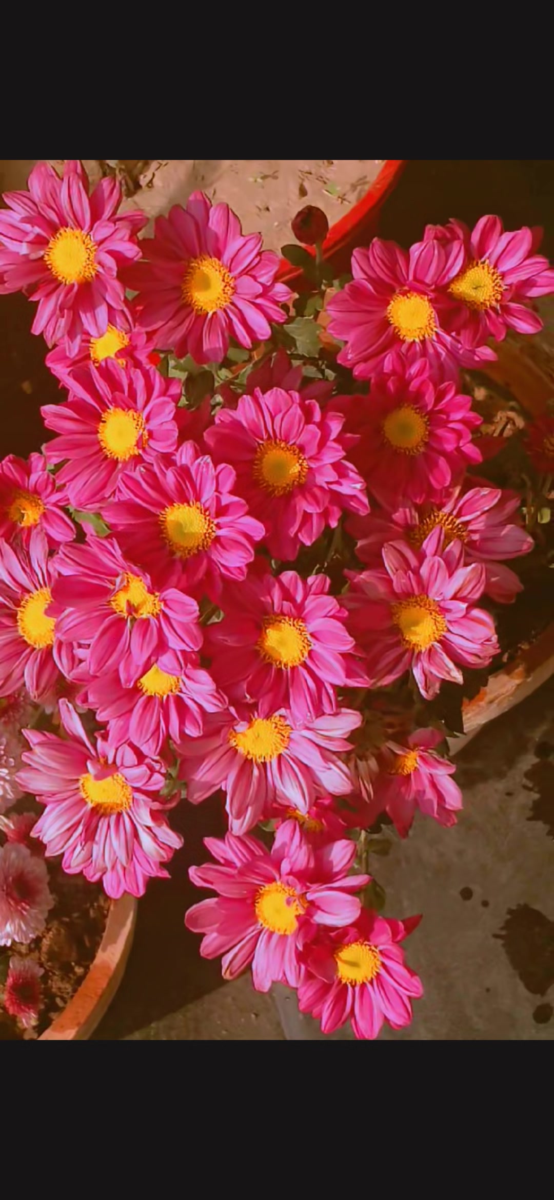 @ماہ نوراقبال🥀🍂✨️