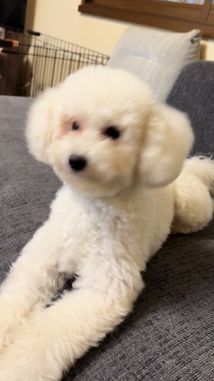 @まろたん🐕