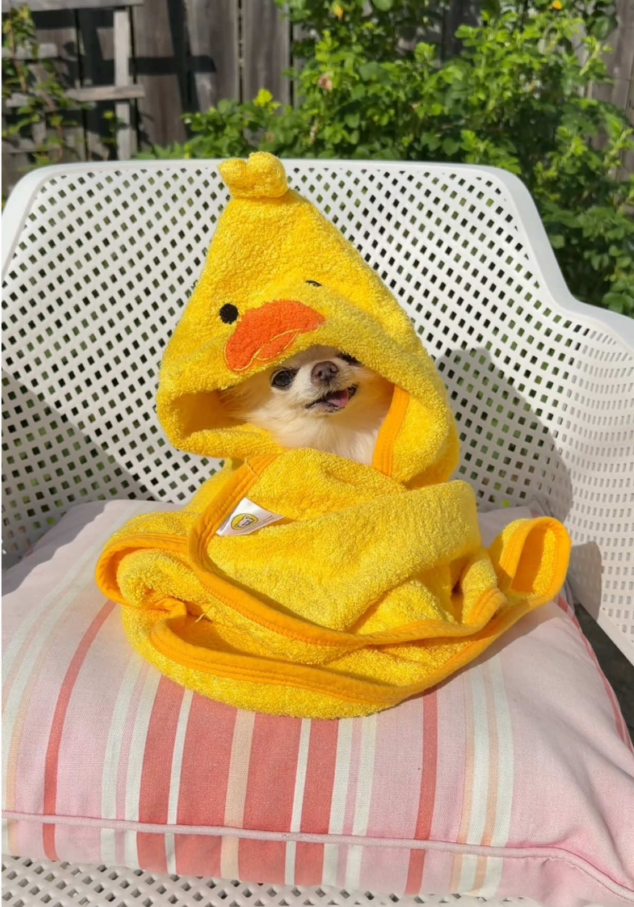@Tiny Chihuahua Cedric & Maya