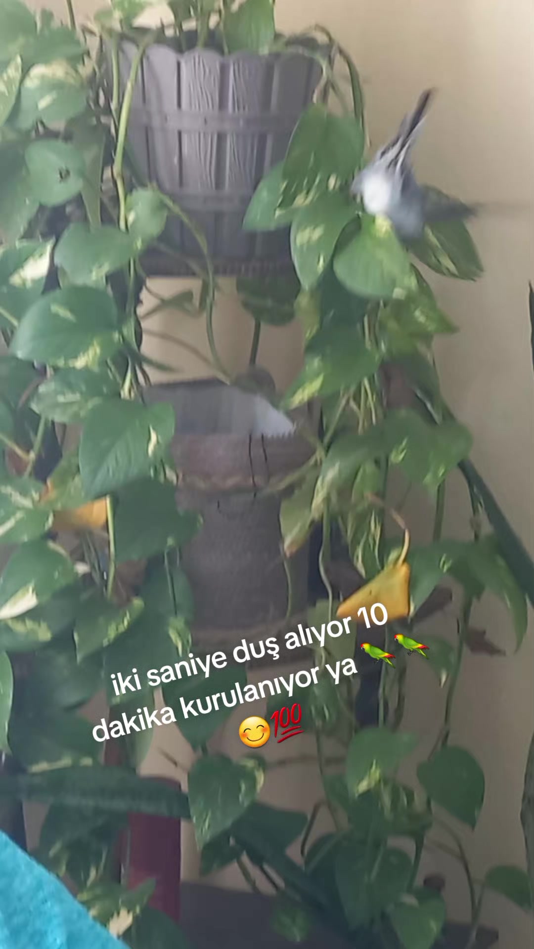 @Serpil Karaman