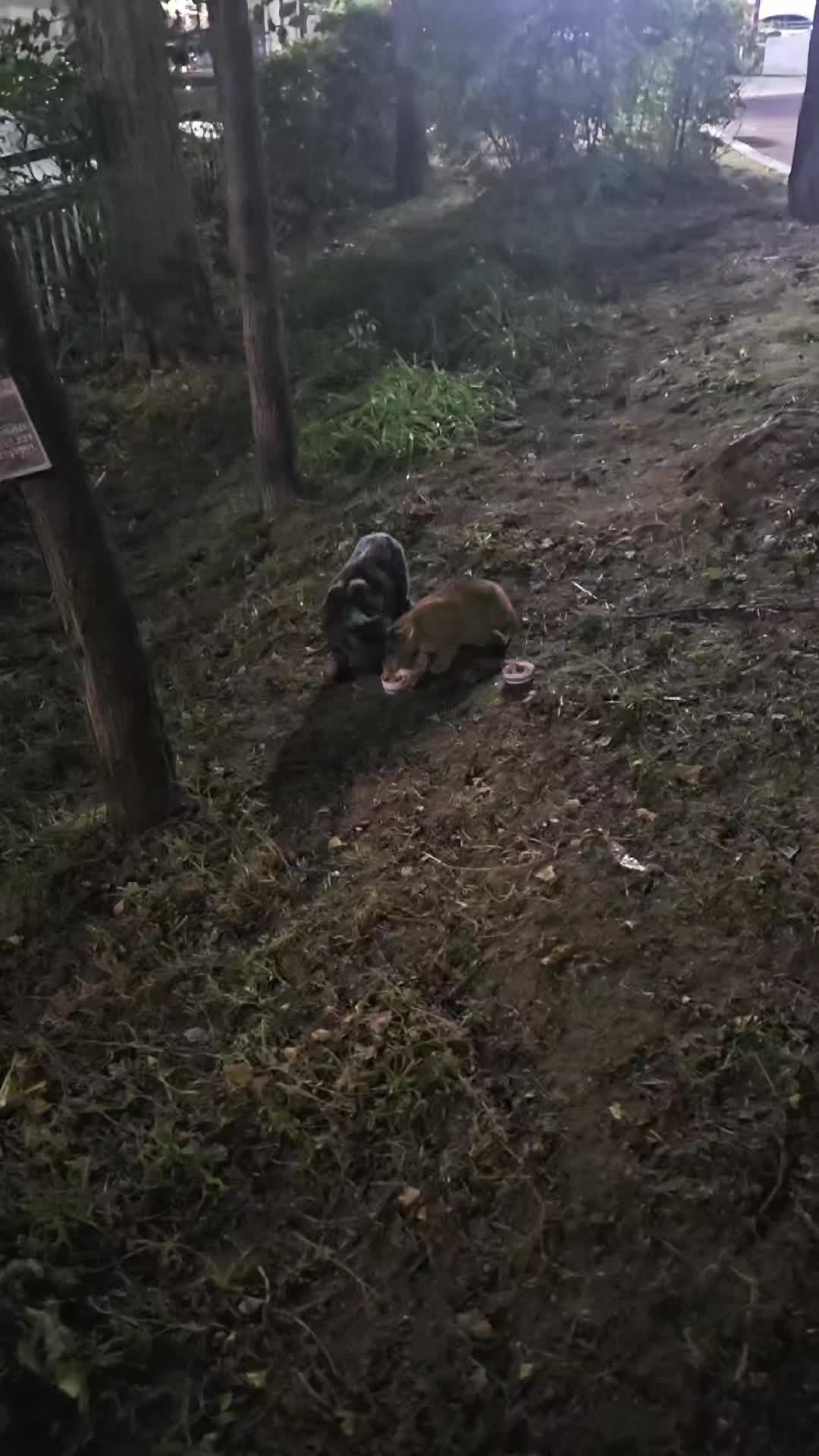 @고양이 형아