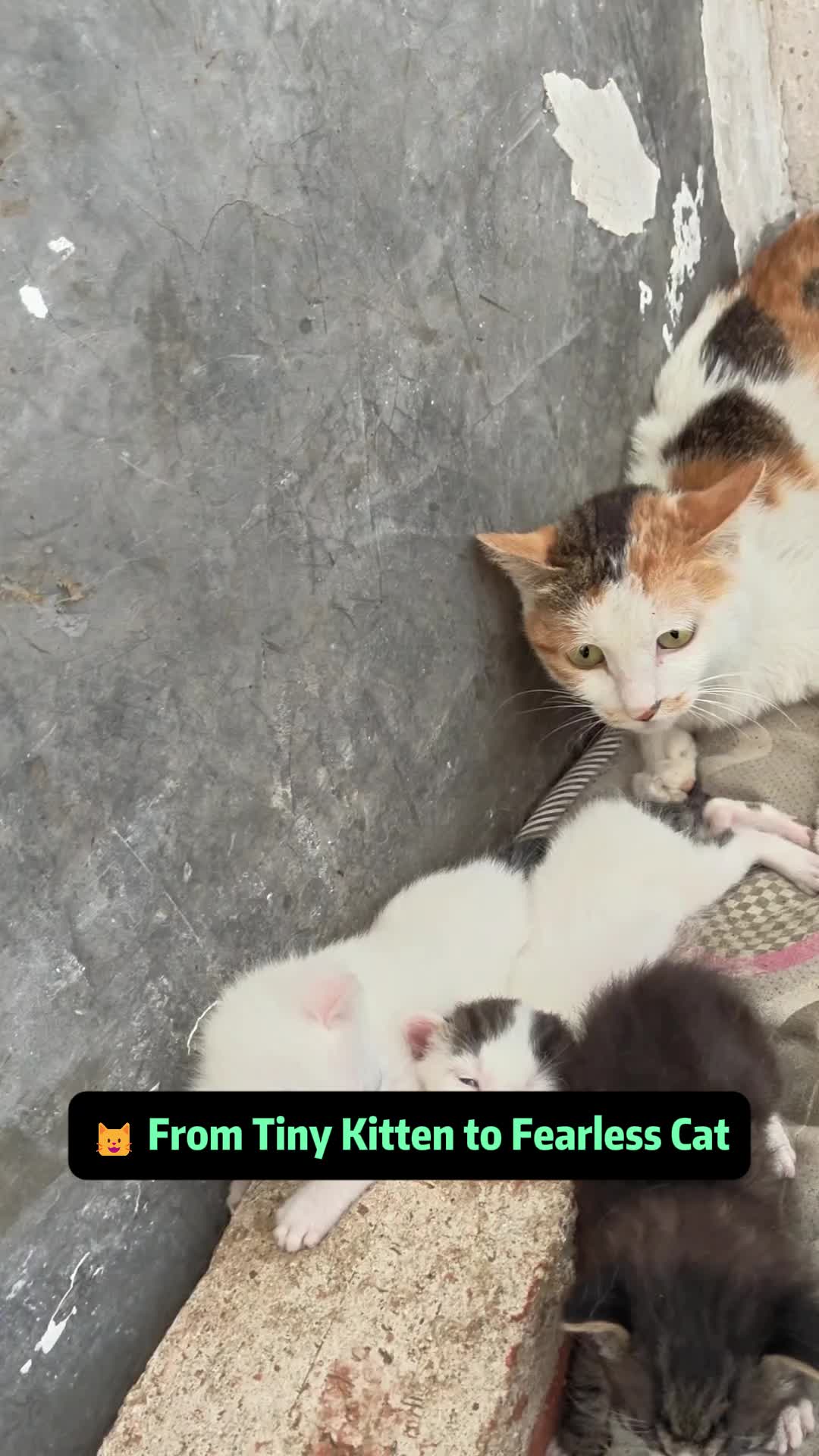 @Stray Cat Talkz