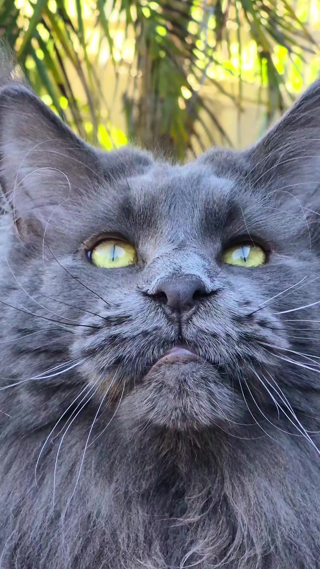 @Ragnar the Maine Coon 🐈