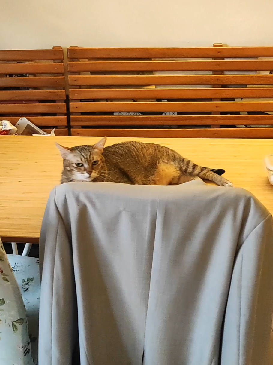 @三貓老爹