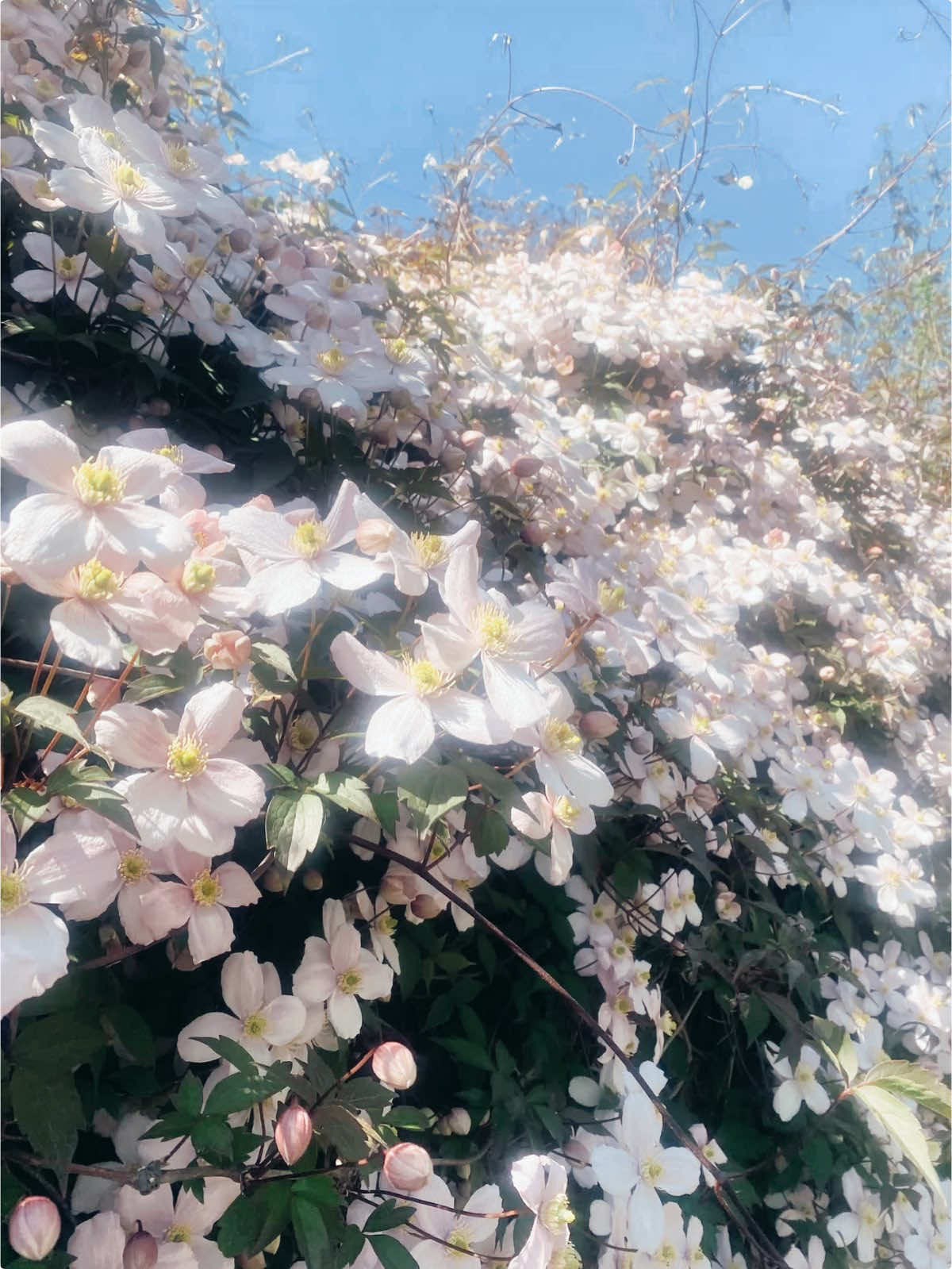 @⋆。˚꒰ঌ sᴛᴀʀʟɪɢʜᴛ꒱˚。⋆