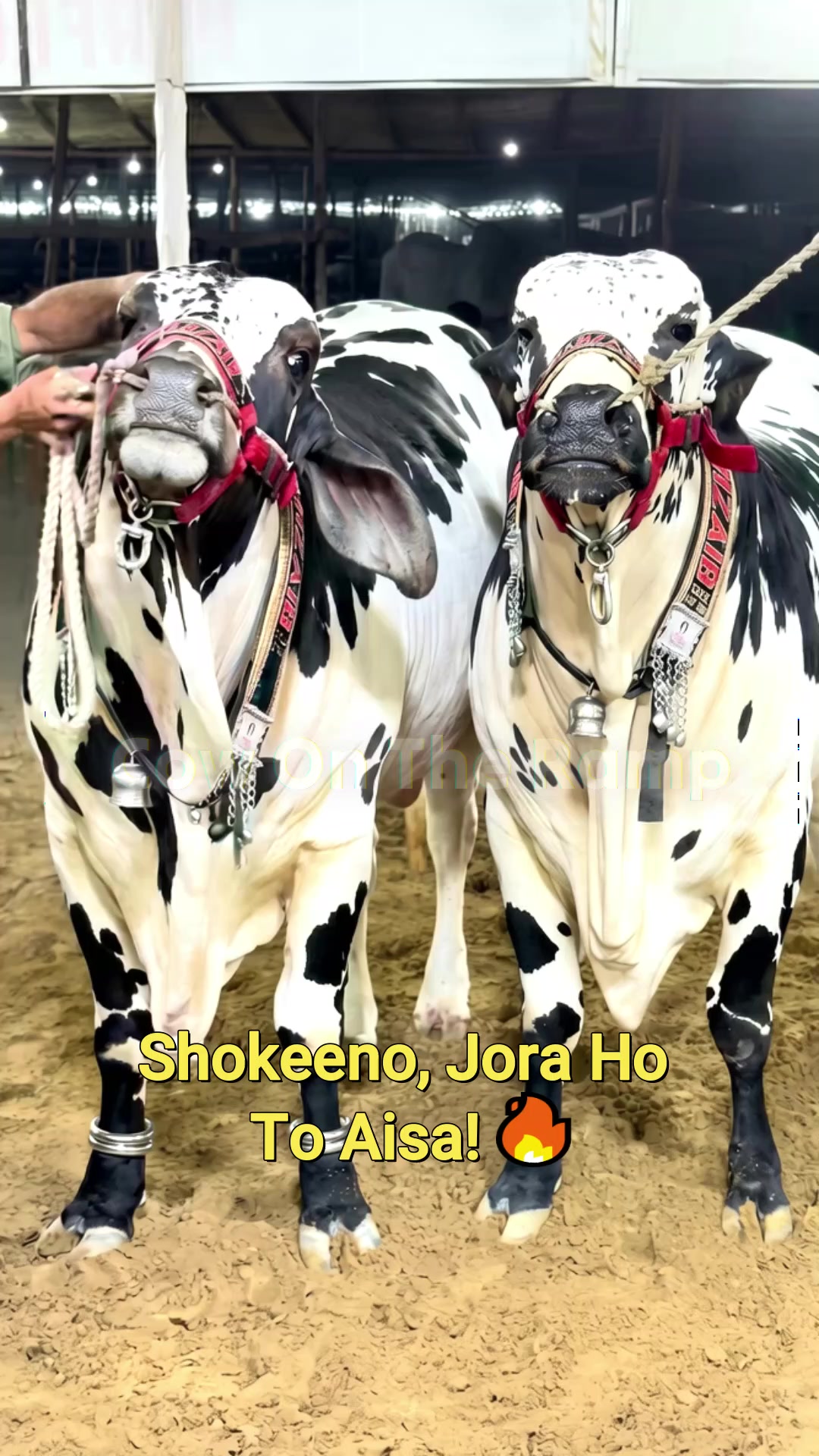 @Cow On The Ramp