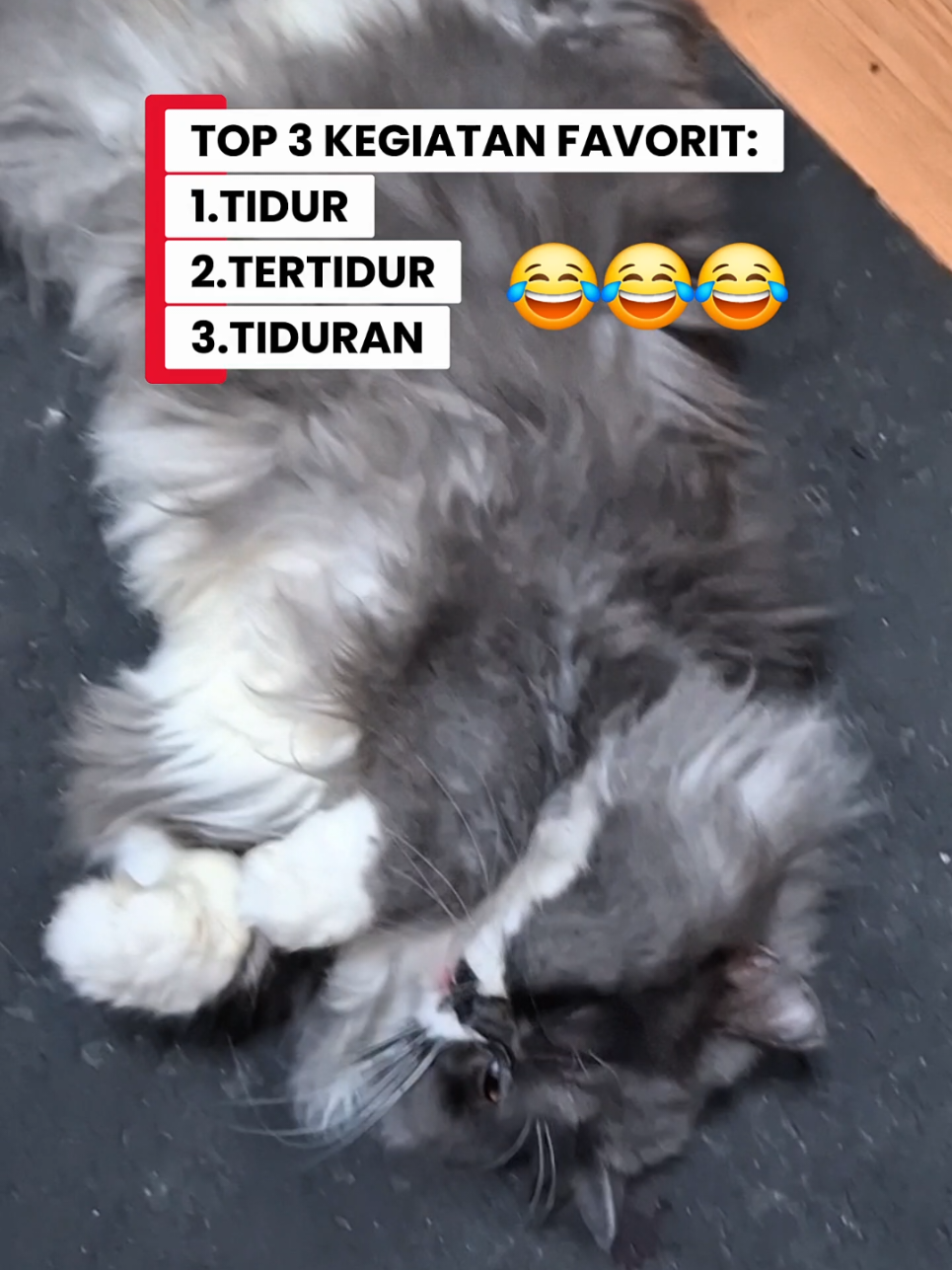 @Pocky & Oreo 😾🦝