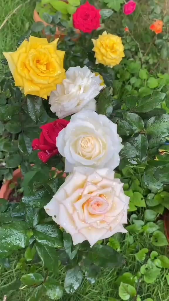 @🍎ERKA 💋Qız🤞🌼🌼🌼🌹🌹
